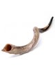 Yemenite Kudu Shofars