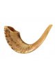 Rams Horn Shofars