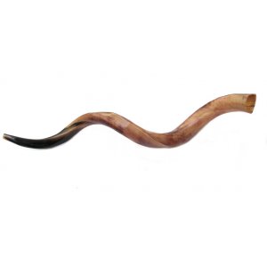 Jumbo Polished Yemenite Shofar Kudu Horn 49"-50"