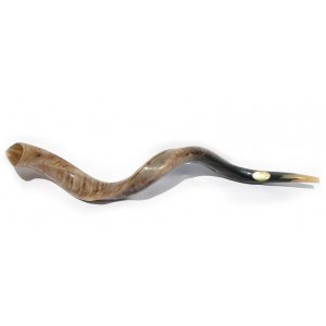 Jumbo Extra Large Polished Yemenite Shofar Kudu Horn 44"