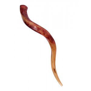 Medium Polished Yemenite Shofar Kudu Horn 29"-32"