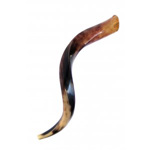 Small Polished Yemenite Shofar Kudu Horn 27"-28"