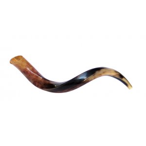 Small Polished Yemenite Shofar Kudu Horn 25"-26"