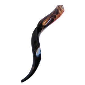 Small Polished Yemenite Shofar Kudu Horn 22"-24"