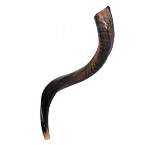 Small Natural Yemenite Shofar Kudu Horn 27"-28"