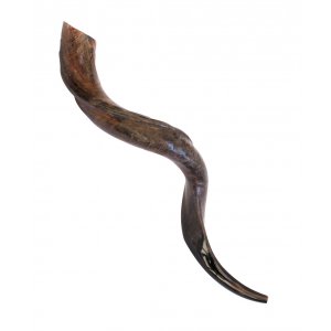 Large Natural Yemenite Shofar Kudu Horn 33"-36"