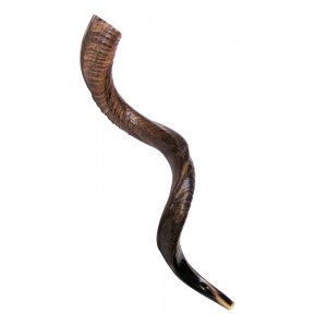 Large Natural Yemenite Shofar Kudu Horn 37"-39"