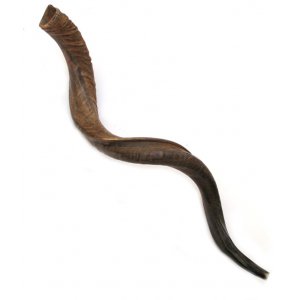 Jumbo Extra Large Yemenite Shofar Kudu Horn Natural - 44"