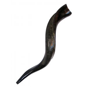 Small Yemenite Shofar Half Polished Half Natural 21"-22"