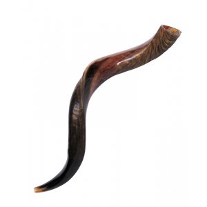 Medium Yemenite Shofar Half Polished Half Natural 29"-31"