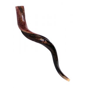 Medium Yemenite Shofar Half Polished Half Natural - Medium 32"-33"