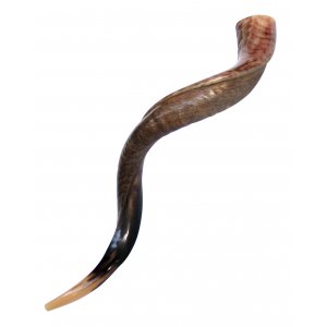 Large Yemenite Shofar Half Polished Half Natural - 37"- 39"