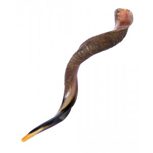 Yemenite Shofar Kudu Horn Half Polished Half Natural - XL 40"-42"