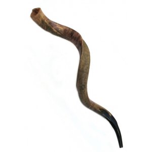 Jumbo Yemenite Shofar Kudu Horn Half Polished Half Natural Finish 47"-48"