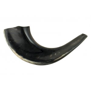 Small Polished Black Rams Horn Shofar 11"-12"