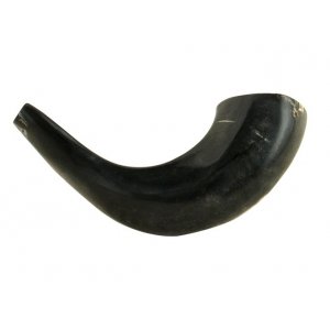 Medium Polished Black Rams Horn Shofar 13"-14"