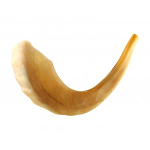 Polished Rams Horn Shofar - Extra Large 17"-18"