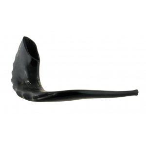 Extra Large Polished Black Rams Horn Shofar - 19"-20"