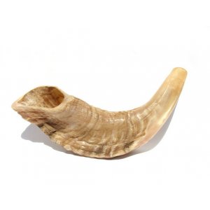 Small Natural Rams Horn Shofar 11"-12"