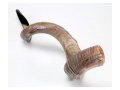 Crown Cut Natural Yemenite Shofar Sizes 37