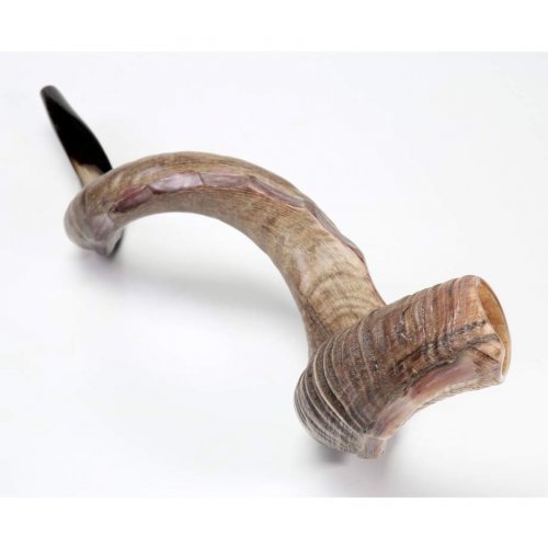 Crown Cut Natural Yemenite Shofar Sizes 37