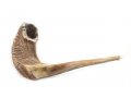 Extra Large Natural Rams Horn Shofar 19