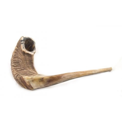 Extra Large Natural Rams Horn Shofar 19