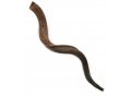 Extra Large Natural Yemenite Shofar Kudu Horn 40