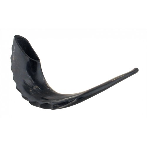 Extra Large Polished Black Rams Horn Shofar - 19