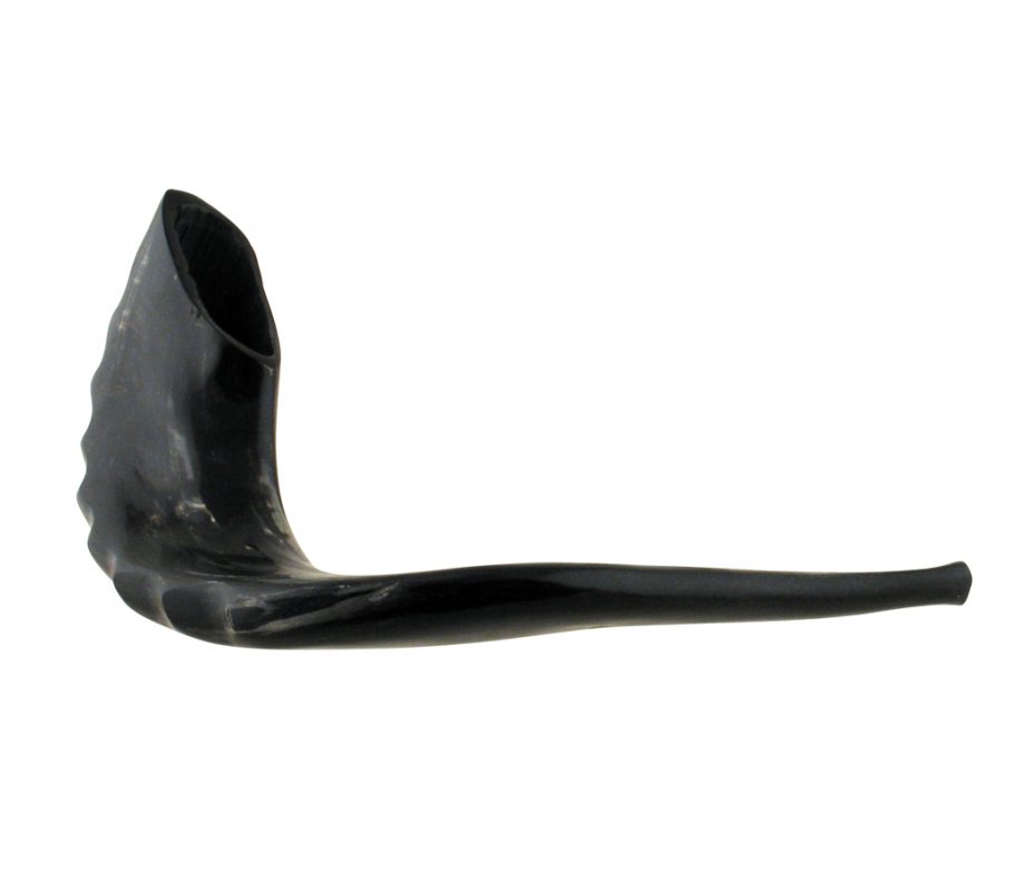 Extra Large Polished Black Rams Horn Shofar - 19