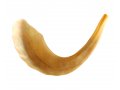 Extra Large Polished Rams Horn Shofar - 19