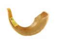 Extra Large Polished Rams Horn Shofar - 19