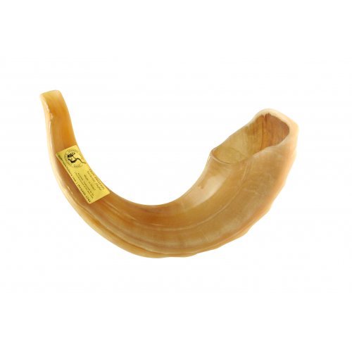 Extra Large Polished Rams Horn Shofar - 19