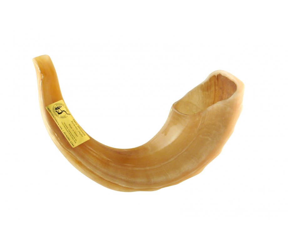 Extra Large Polished Rams Horn Shofar - 19
