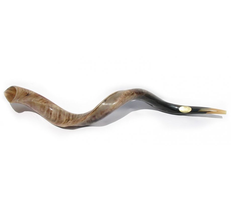 Extra Large Polished Yemenite Shofar Kudu Horn 40