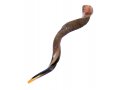 Extra Large Yemenite Shofar Half Polished Half Natural Finish 43