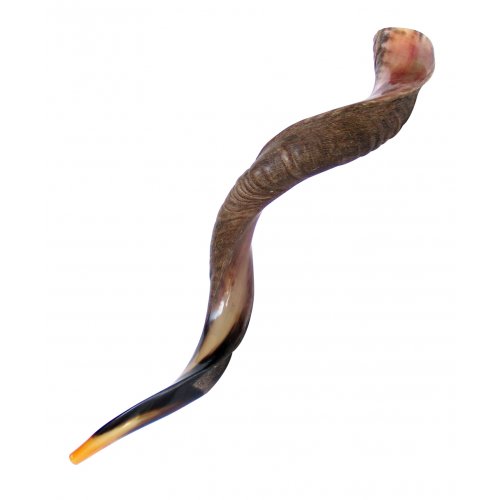 Extra Large Yemenite Shofar Half Polished Half Natural Finish 43