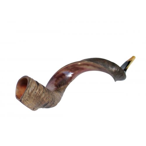 Extra Large Yemenite Shofar Half Polished Half Natural Finish 43