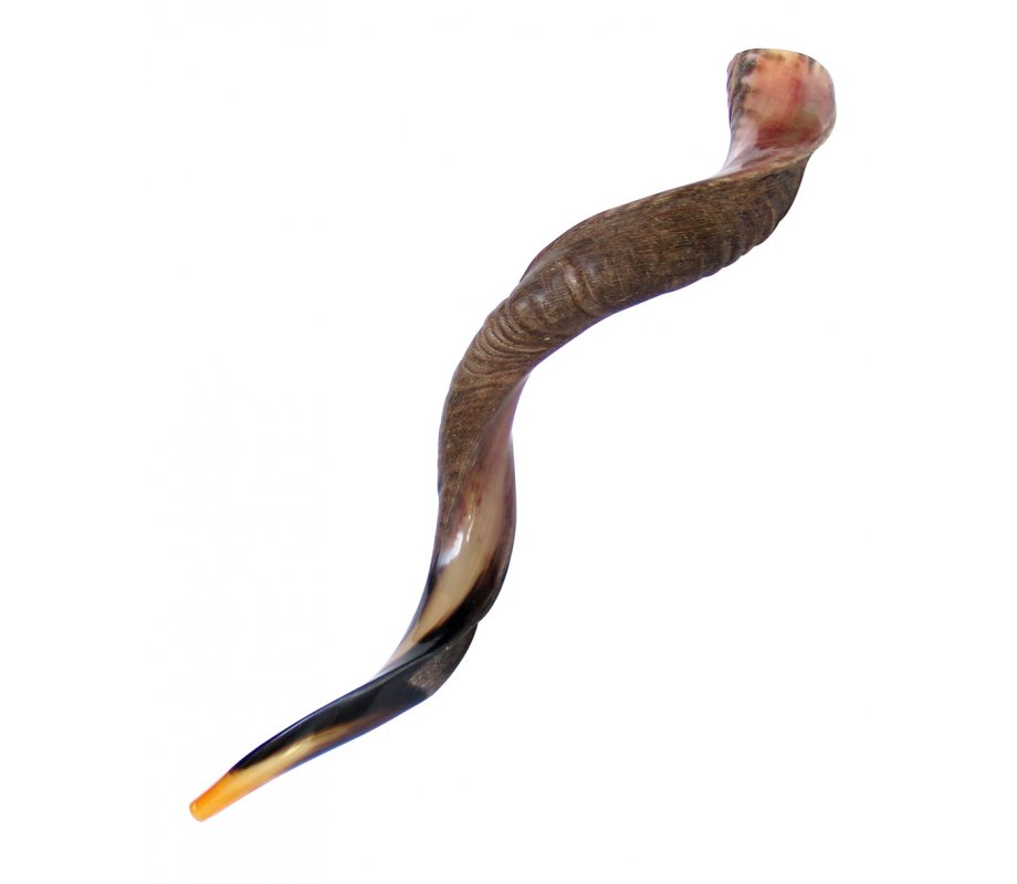 Extra Large Yemenite Shofar Half Polished Half Natural Finish 43