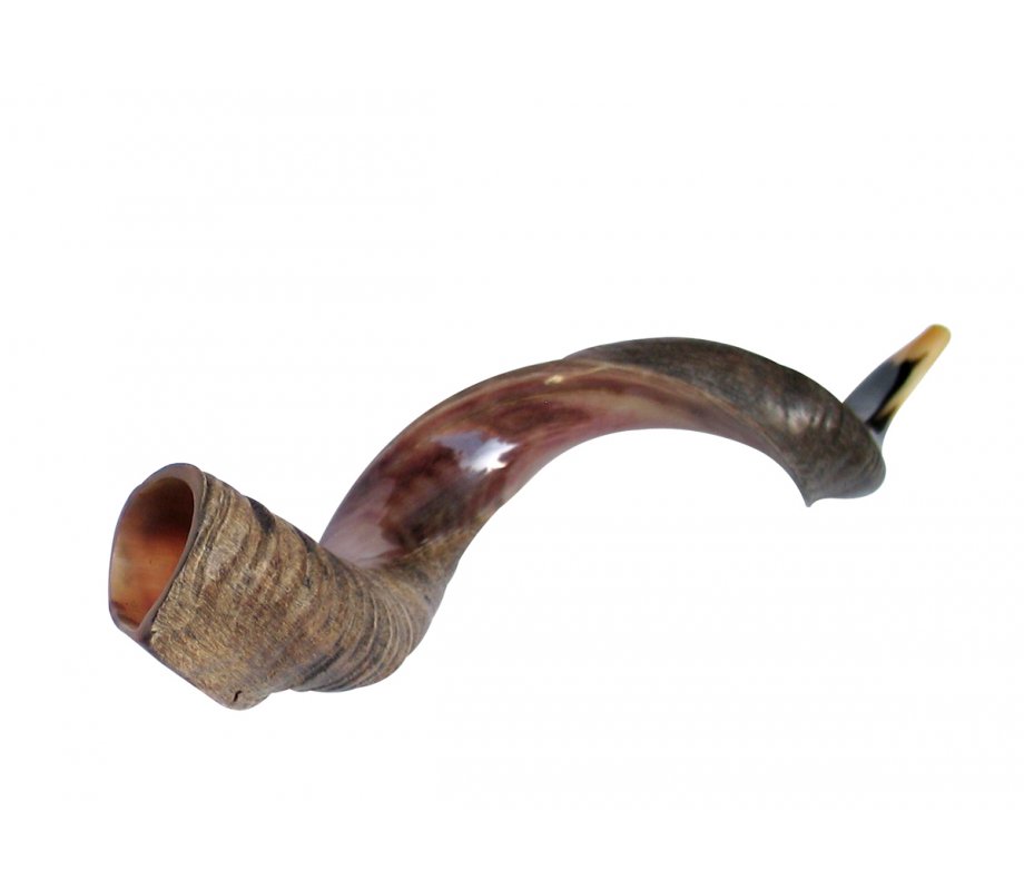 Extra Large Yemenite Shofar Half Polished Half Natural Finish 43