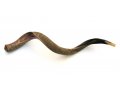 Huge Jumbo Yemenite Shofar Kudu Horn Half Polished Half Natural - 51