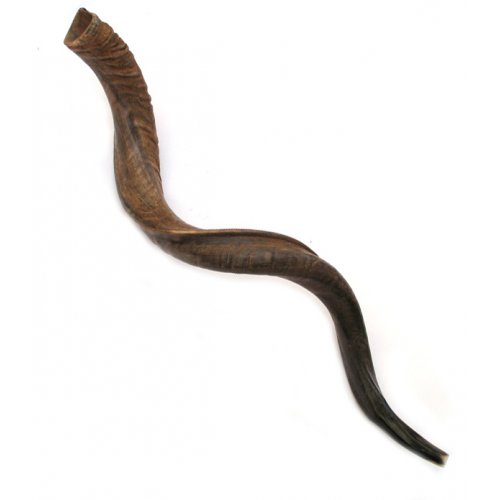 Huge Jumbo Yemenite Shofar Kudu Horn Natural - 49