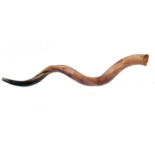 Jumbo Polished Yemenite Shofar Kudu Horn 45