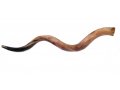 Jumbo Polished Yemenite Shofar Kudu Horn 49