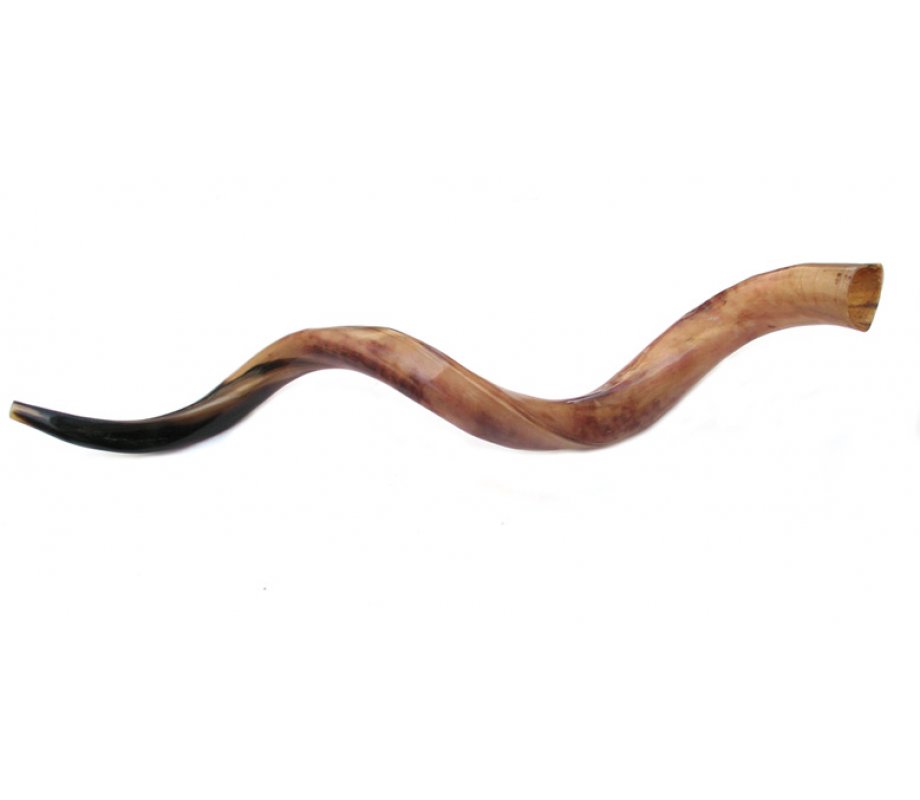 Jumbo Polished Yemenite Shofar Kudu Horn 49