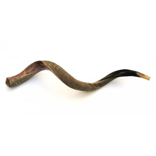 Jumbo Yemenite Shofar Kudu Horn Half Polished Half Natural Finish 47