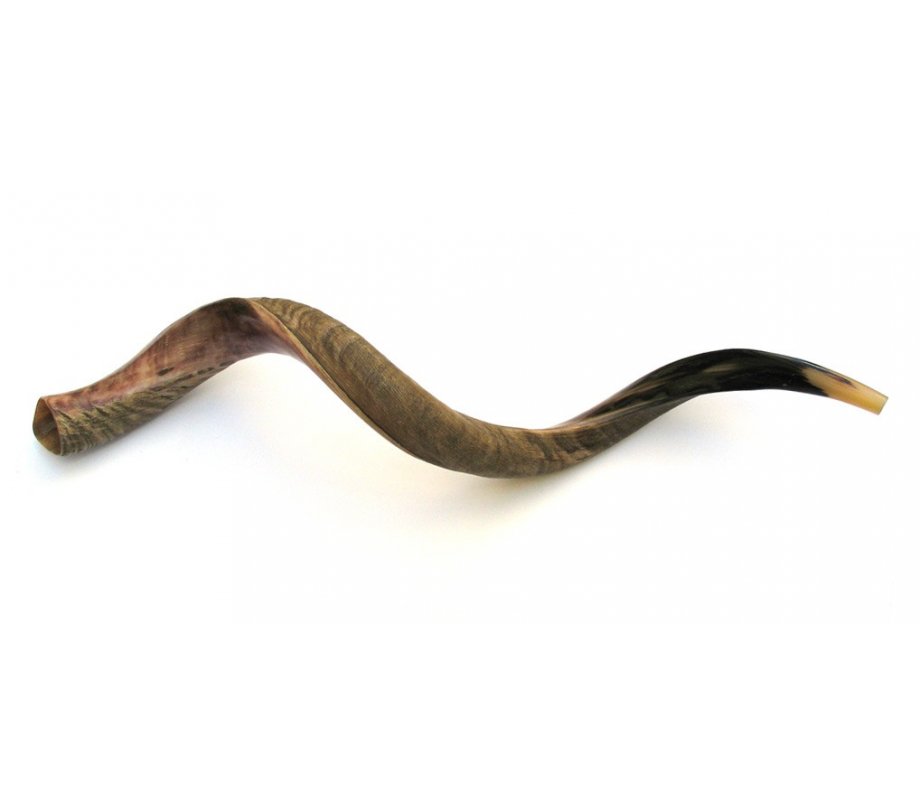 Jumbo Yemenite Shofar Kudu Horn Half Polished Half Natural Finish 47