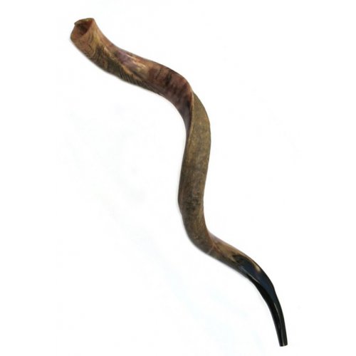 Jumbo Yemenite Shofar Kudu Horn Half Polished Half Natural Finish 49