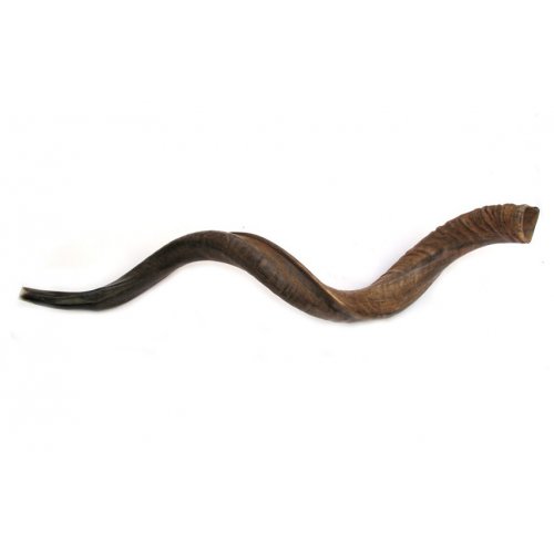 Jumbo Yemenite Shofar with Natural Finish 45