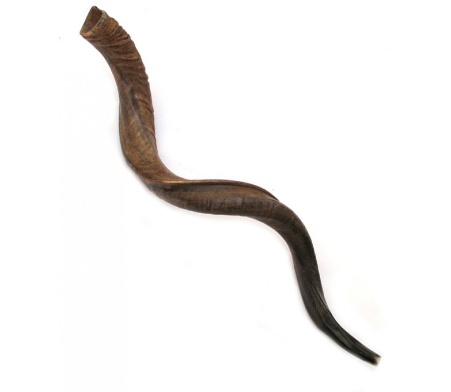 Jumbo Yemenite Shofar with Natural Finish 45
